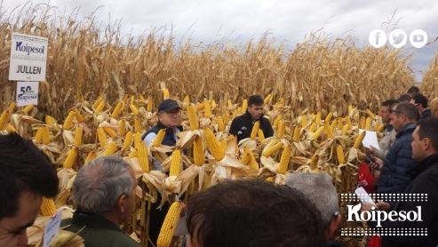 Día de campo de maíz de Koipesol Semillas Villafranca de Duero (Va). 