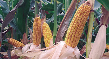 Semillas de maíz convencional